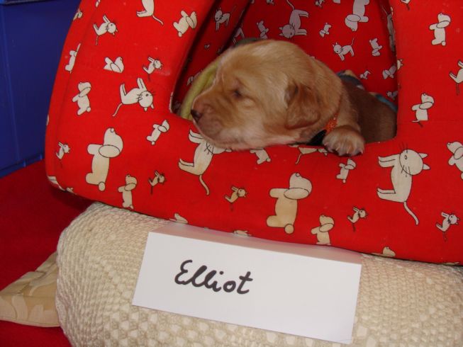 Elliot